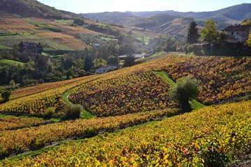 beaujolais vines wine trail hiking trip